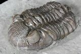 Long Eldredgeops Trilobite - Paulding, Ohio #85555-2